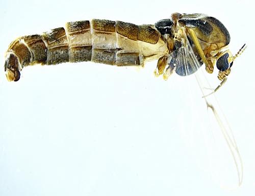 Chironomus sp.